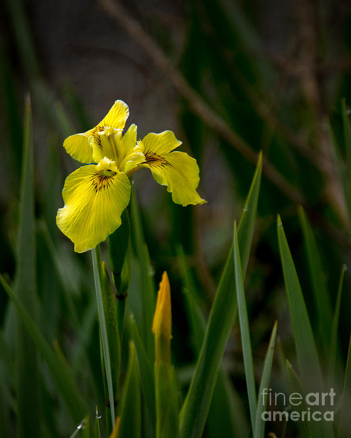 Wild Yellow Iris Photograph by Robert Bales