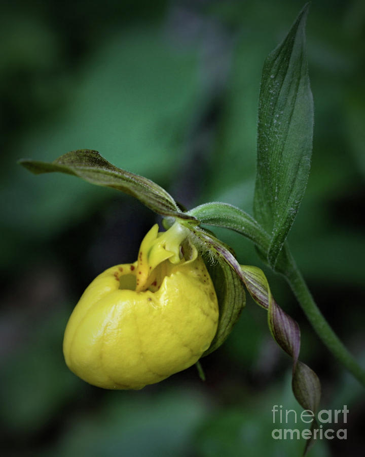 Wild Yellow Lady Photograph by Smilin Eyes Treasures