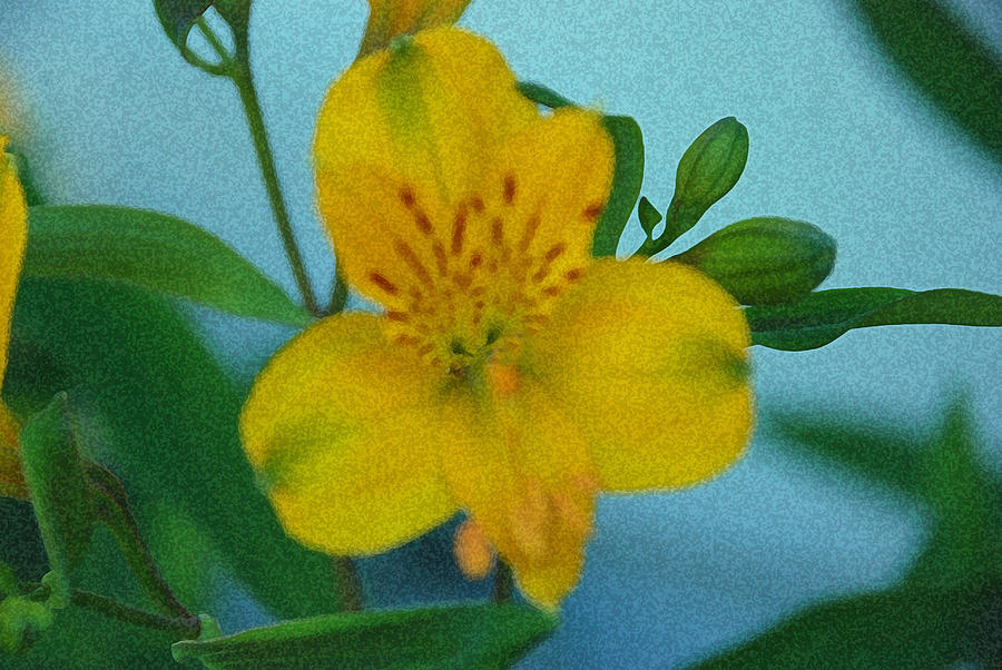 Wild yellow Lilly Photograph by Carol Eliassen