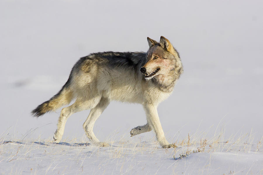 Wild Yellowstone Wolf in Subzero Weather Photograph by Mark Miller