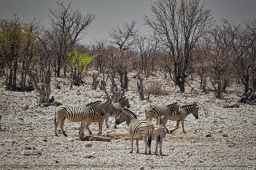 Wild Zebra in Namibia Photograph by Ernest Echols