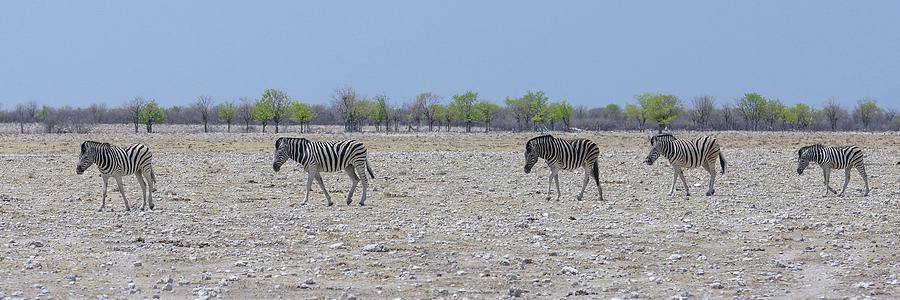 Wild Zebra Panoramic Photograph by Ernest Echols