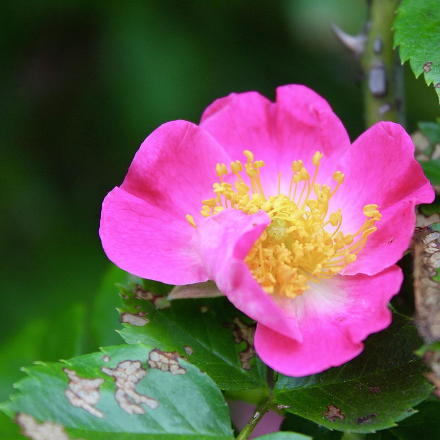 Wildberry Breeze Rose Bloom Photograph by M E