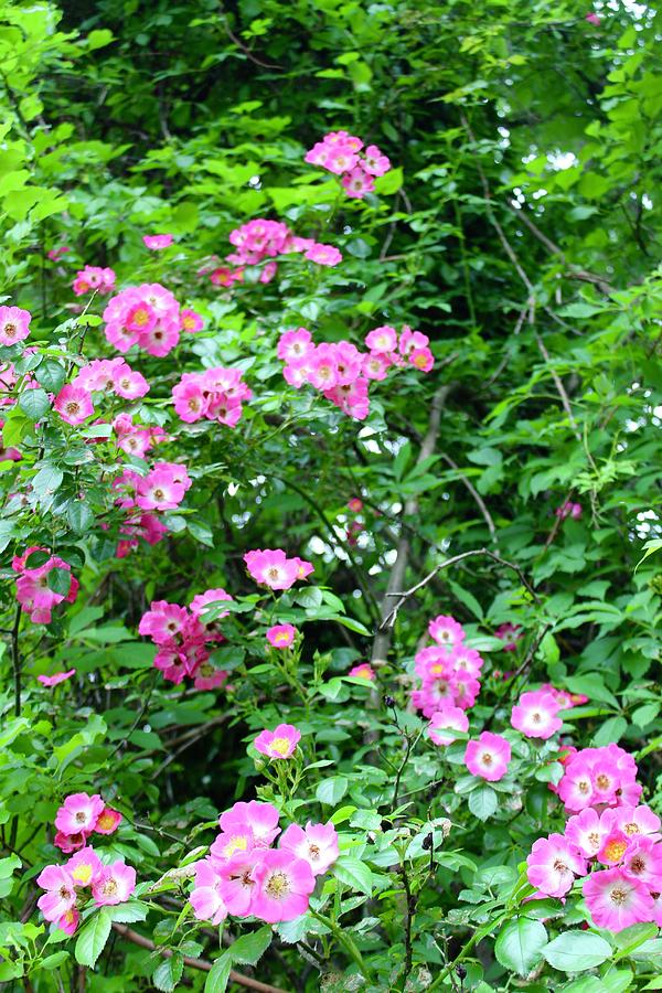 Wildberry Breeze Roses in the Wild Photograph by M E