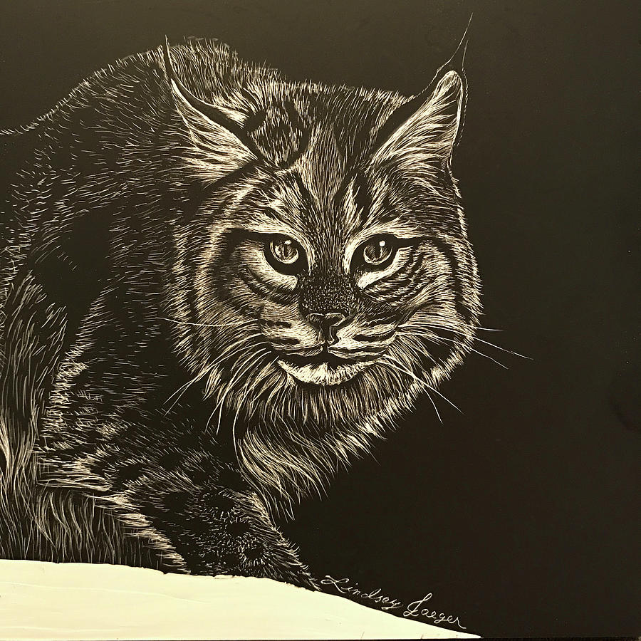 Wildcats Drawing by Lindsey Jaeger | Fine Art America