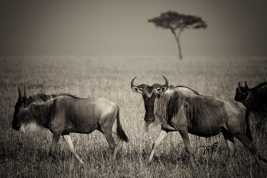 Wildlife Photograph - Wildebeest 8947b by Jeff Grabert