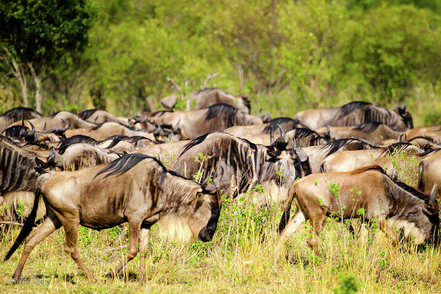 Wildebeest crossing the Plain Photograph by Aashish Vaidya