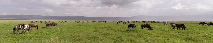 Wildebeest and zebra in panorama, Ngorongoro Crater, Tanzania Photograph by Karen Foley
