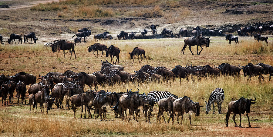 Wildlife Photograph - Wildebeest and Zebra by Vicki Jauron