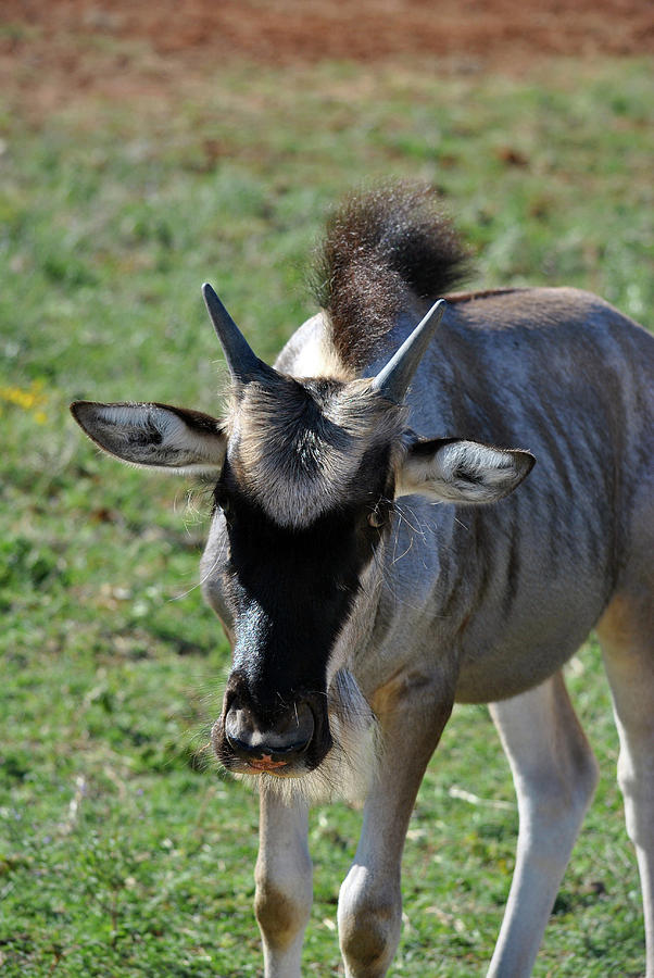 Wildebeest Antelope Photograph by Inspirational Photo Creations Audrey ...