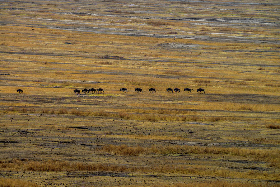 Wildebeest at Ngorongoro Photograph by Marilyn Burton