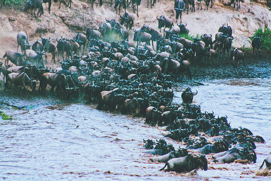 Wildebeest At River Photograph by Mountain Dreams