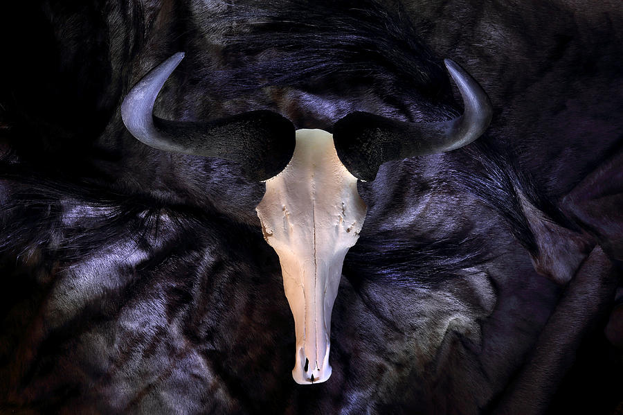 Wildebeest Photograph by David Andersen