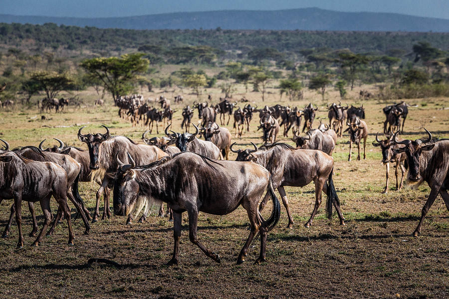 Wildebeest Herd Photograph by Bryan Moore
