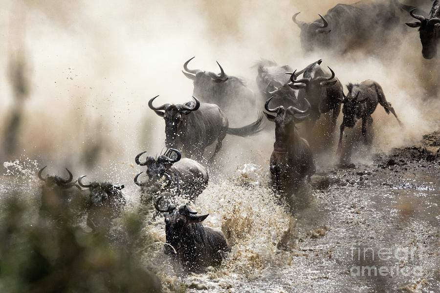 Wildebeest herd crossing the Mara River Photograph by Jane Rix