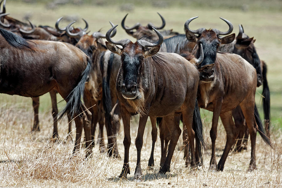 Wildebeest Herd Photograph by Sally Weigand