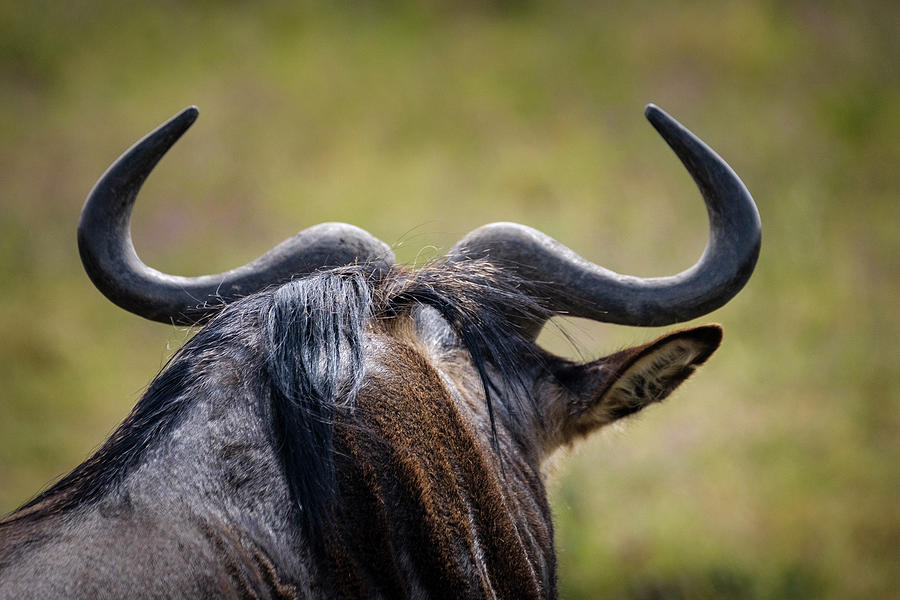 Wildebeest Horns Backside Photograph