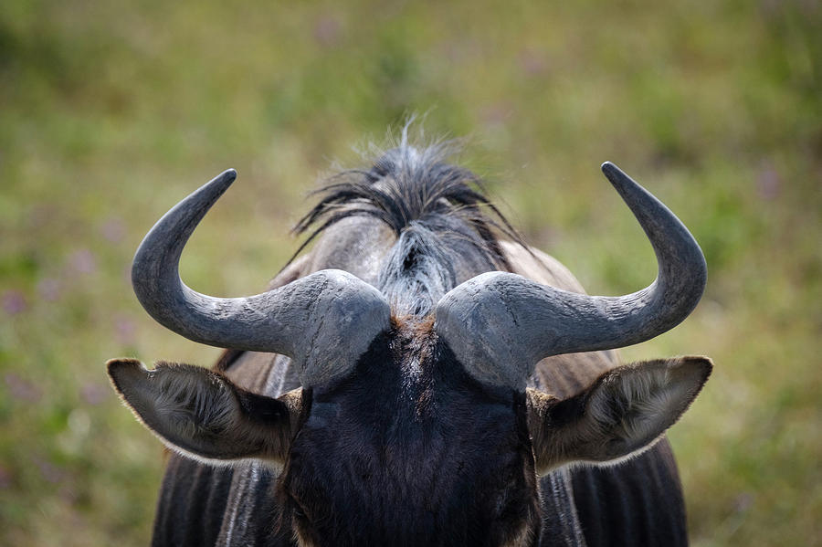 Wildebeest Horns Photograph by Mary Lee Dereske