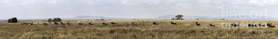 Wildebeest in Serengueti during the Great Migration - Large panorama Photograph by RicardMN Photography