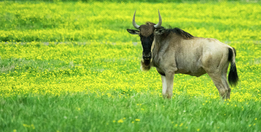 Wildebeest in the Daisies Photograph by Douglas Barnett