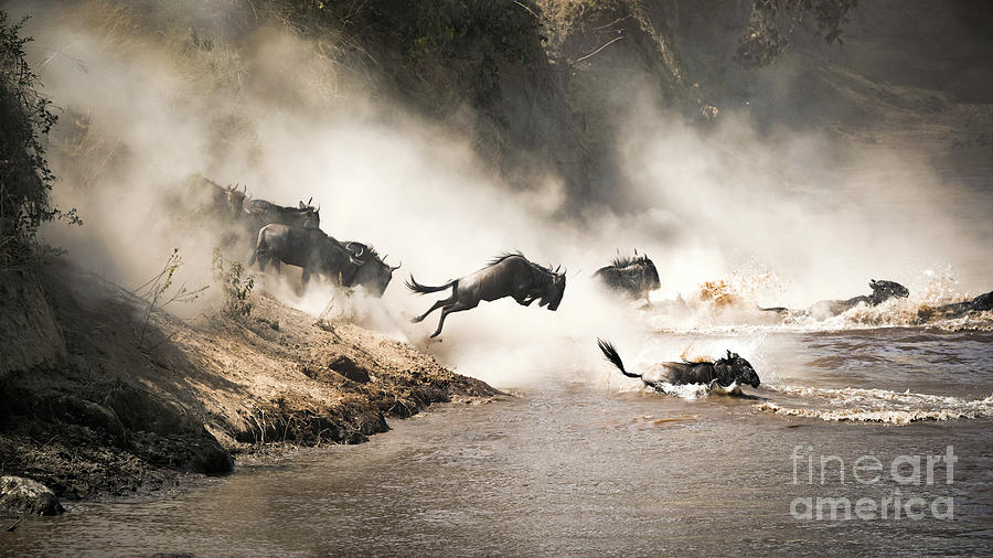 Wildebeest leap of faith into the Mara River Photograph by Jane Rix