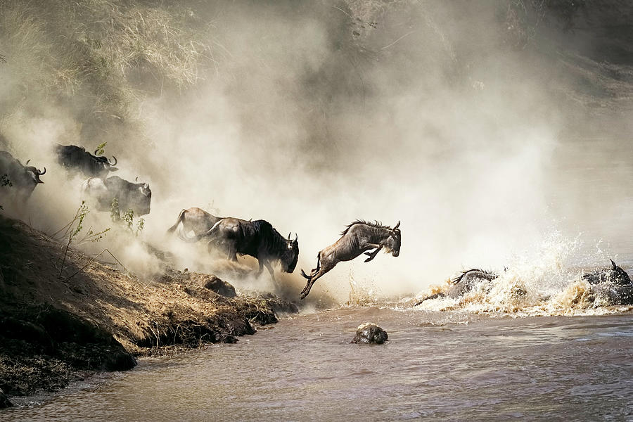 Wildlife Photograph - Wildebeest Great Migration River Crossing in Kenya Africa by Good Focused