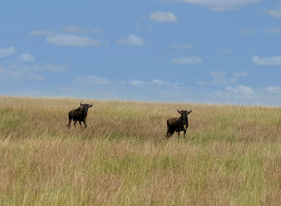 Wildebeest Migration Masai Mara Kenya Photograph by Joseph G Holland