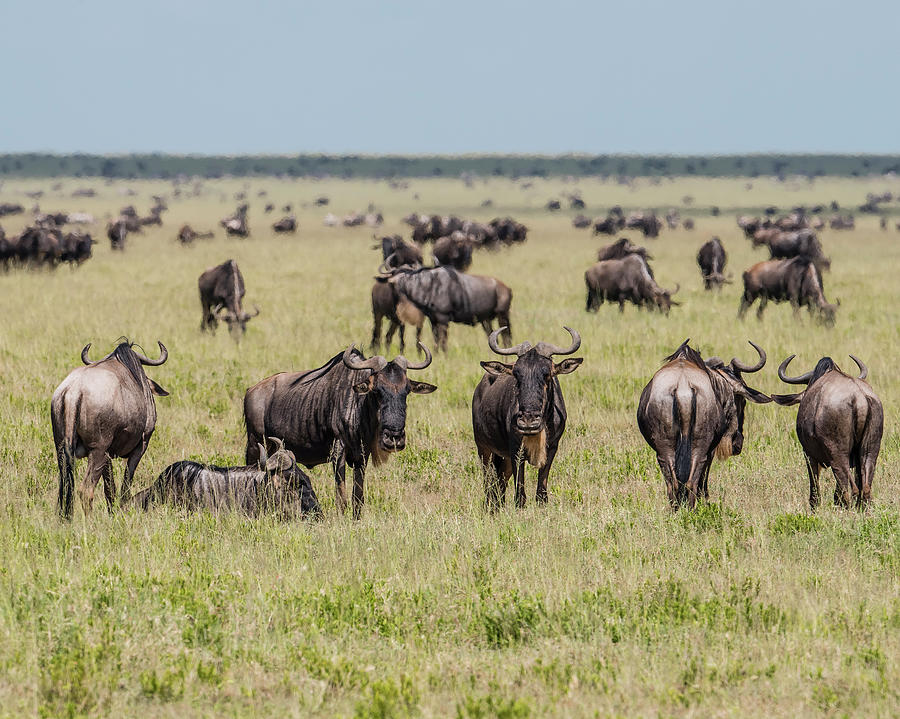 Wildlife Photograph - Wildebeest Migration by Morris Finkelstein
