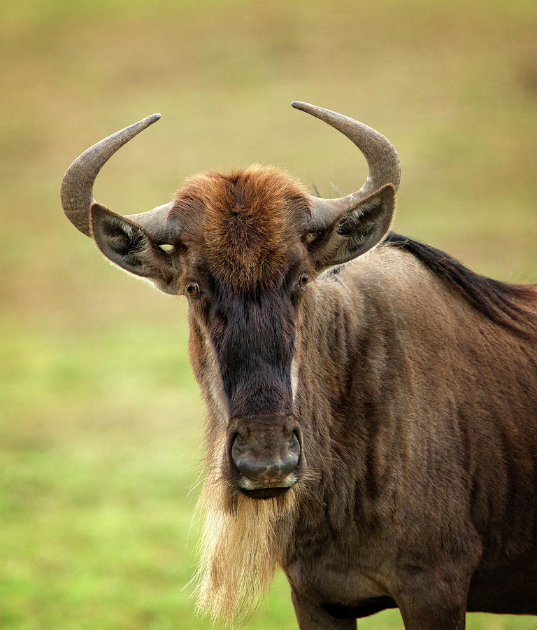 Wildebeest on the Masai Mara Photograph by Steven Upton