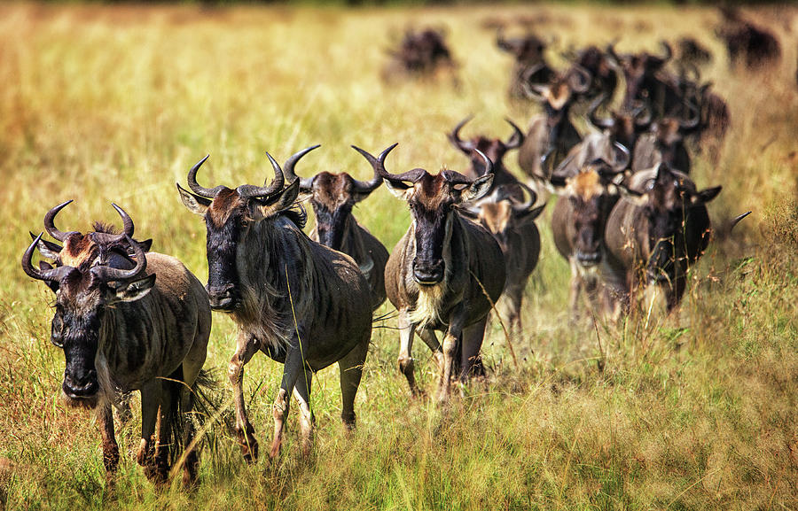 Wildlife Photograph - Wildebeest on the Move by Vicki Jauron