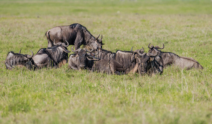 Wildlife Photograph - Wildebeest Resting During Migration by Morris Finkelstein