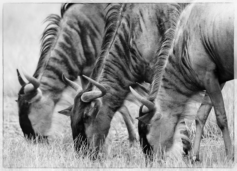 Wildlife Photograph - Wildebeest Trio by Jack Daulton