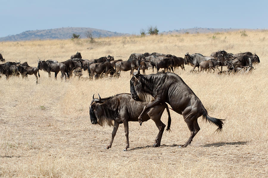Wildebeests  Photograph by Aivar Mikko
