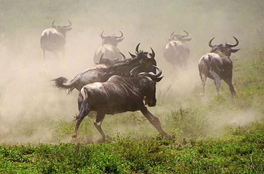 Wildebeests Fleeing Photograph by Dennis Cox WorldViews