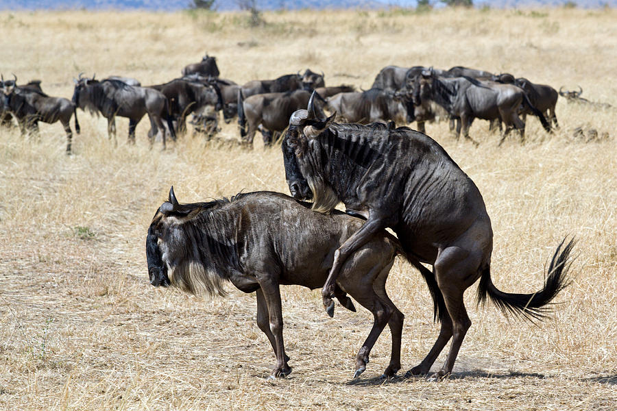 Wildebeests Mating Photograph by Aivar Mikko