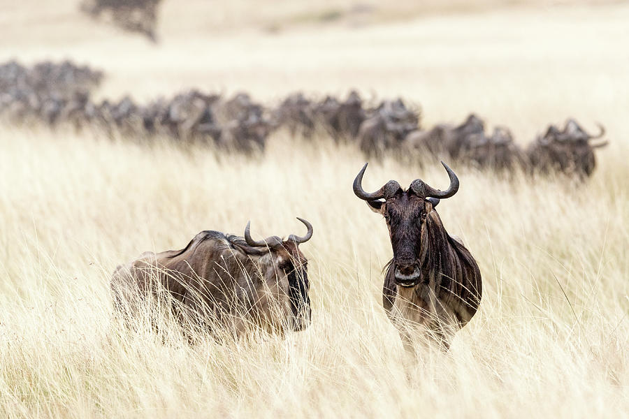 Nature Photograph - Wandering Wildebeest by Good Focused