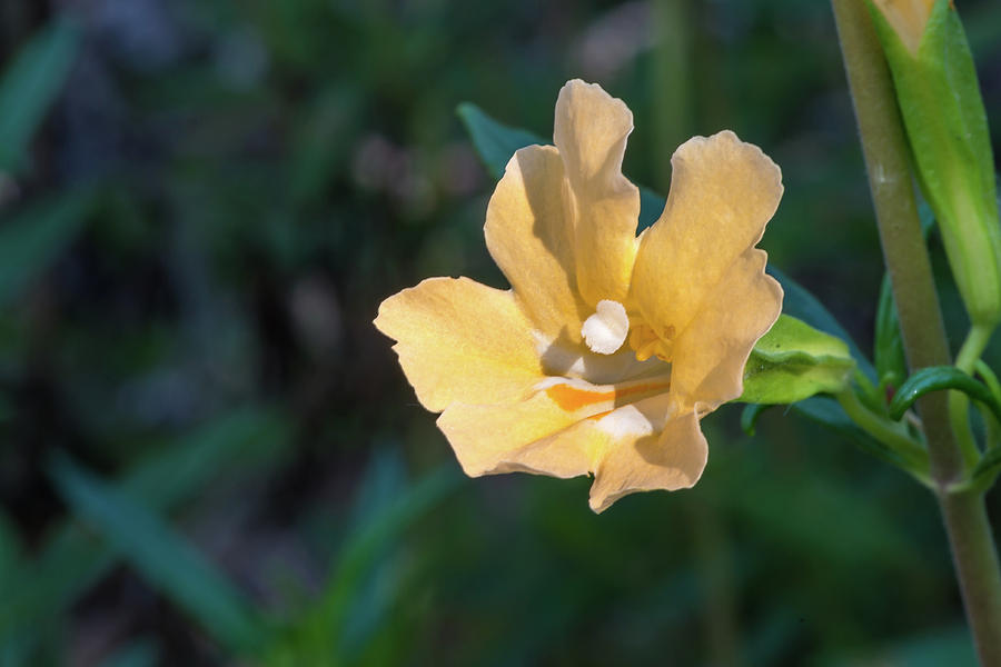 Wilderness Flower 2 Photograph by Paul Johnson