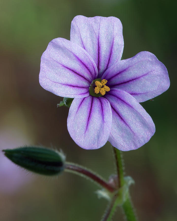 Wilderness Flower 3 Photograph by Paul Johnson