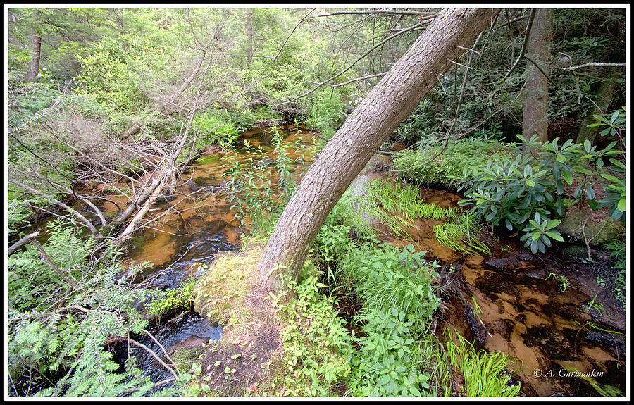 Wilderness Mountain Stream, Pennsylvania Photograph by A Macarthur Gurmankin