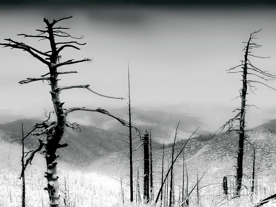 Wilderness of Desolation BW Photograph by Tim Richards