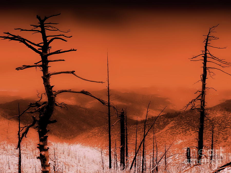 Wilderness of Desolation Photograph by Tim Richards