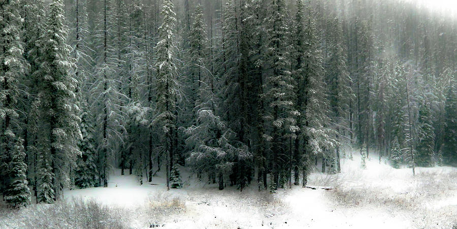 Wilderness Snowfall Photograph by Athena Mckinzie