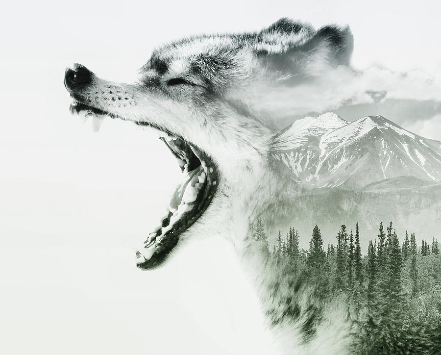 Wilderness Wolf Photograph