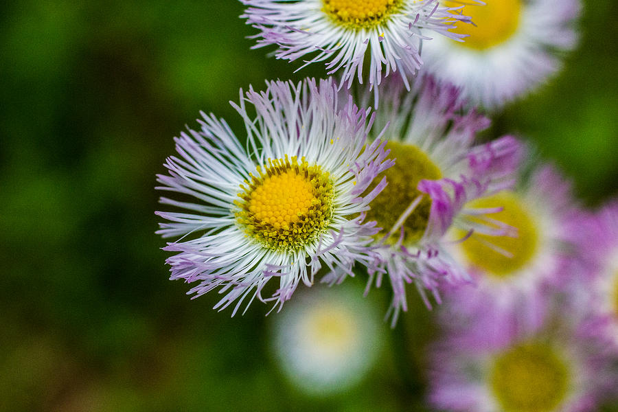 Wildflower 2 - Horizontal Photograph by Barry Jones