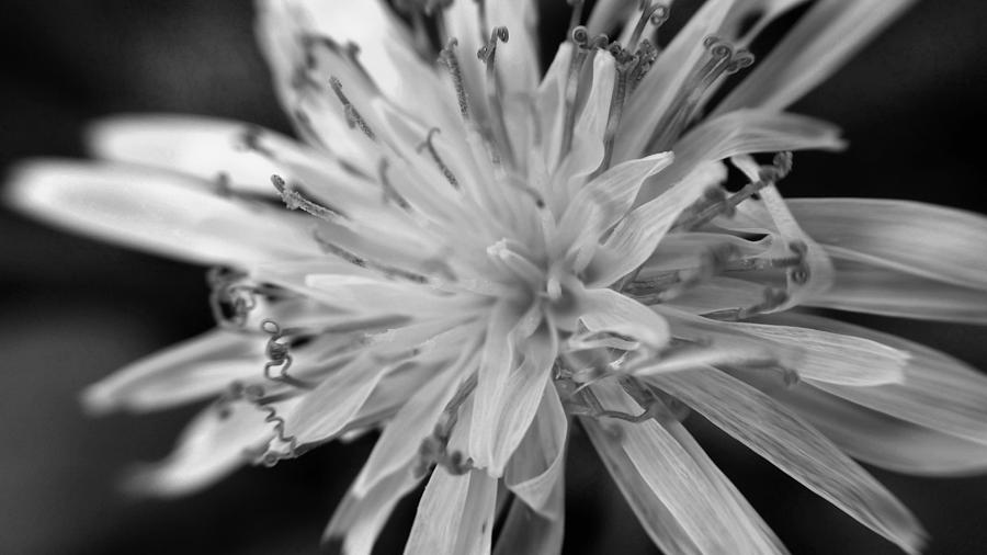 Wildflower 5 Black n White Digital Art by Belinda Cox