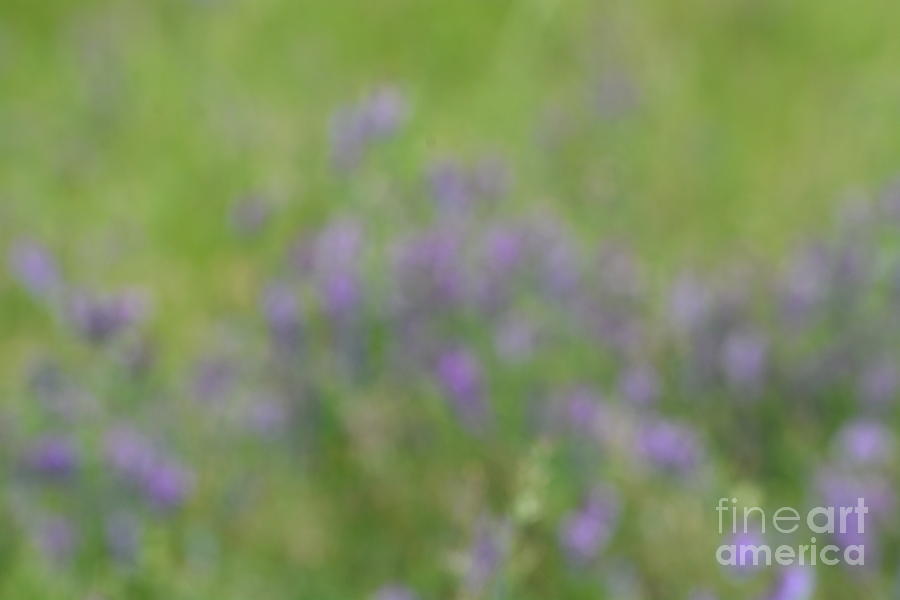 Wildflower Abstract Photograph by Maria Urso