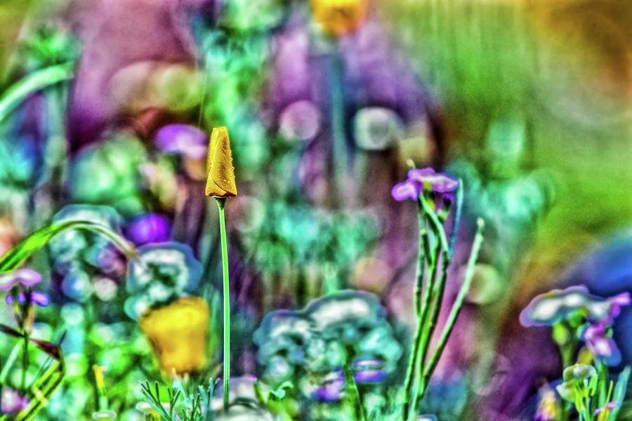 Wildflower abstraction Photograph by Hans Zimmer
