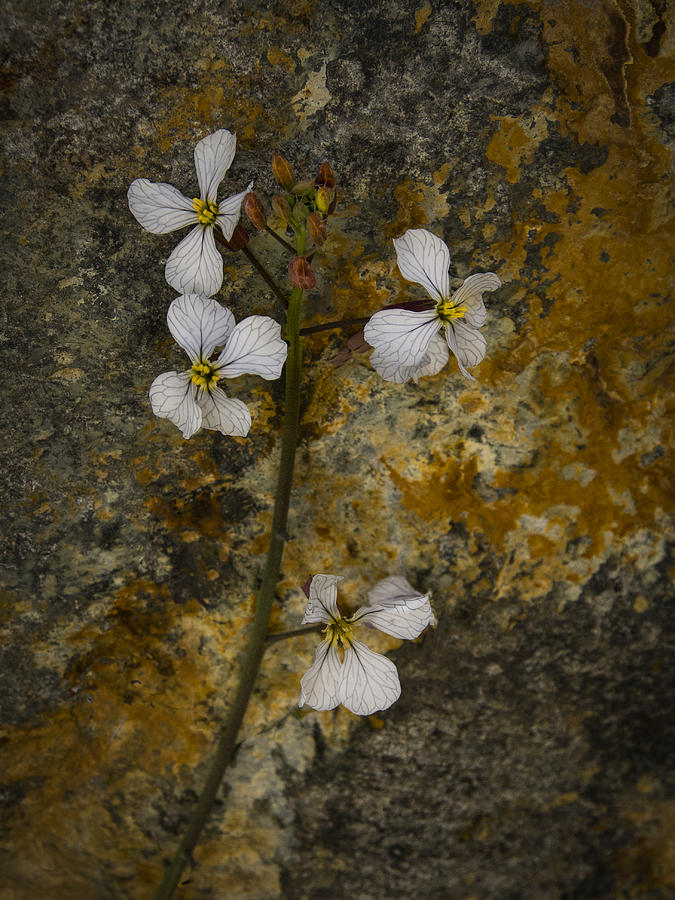 Wildflower Against Rock Photograph by Jean Noren