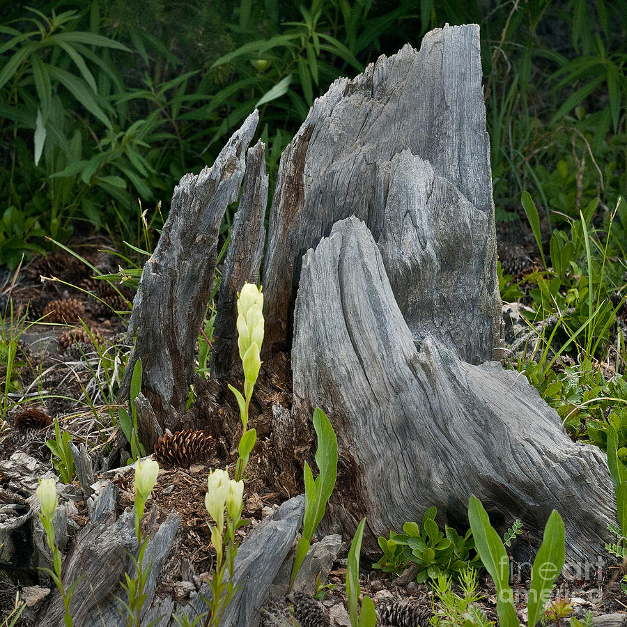 Wildflower and Stump Photograph by David Waldrop