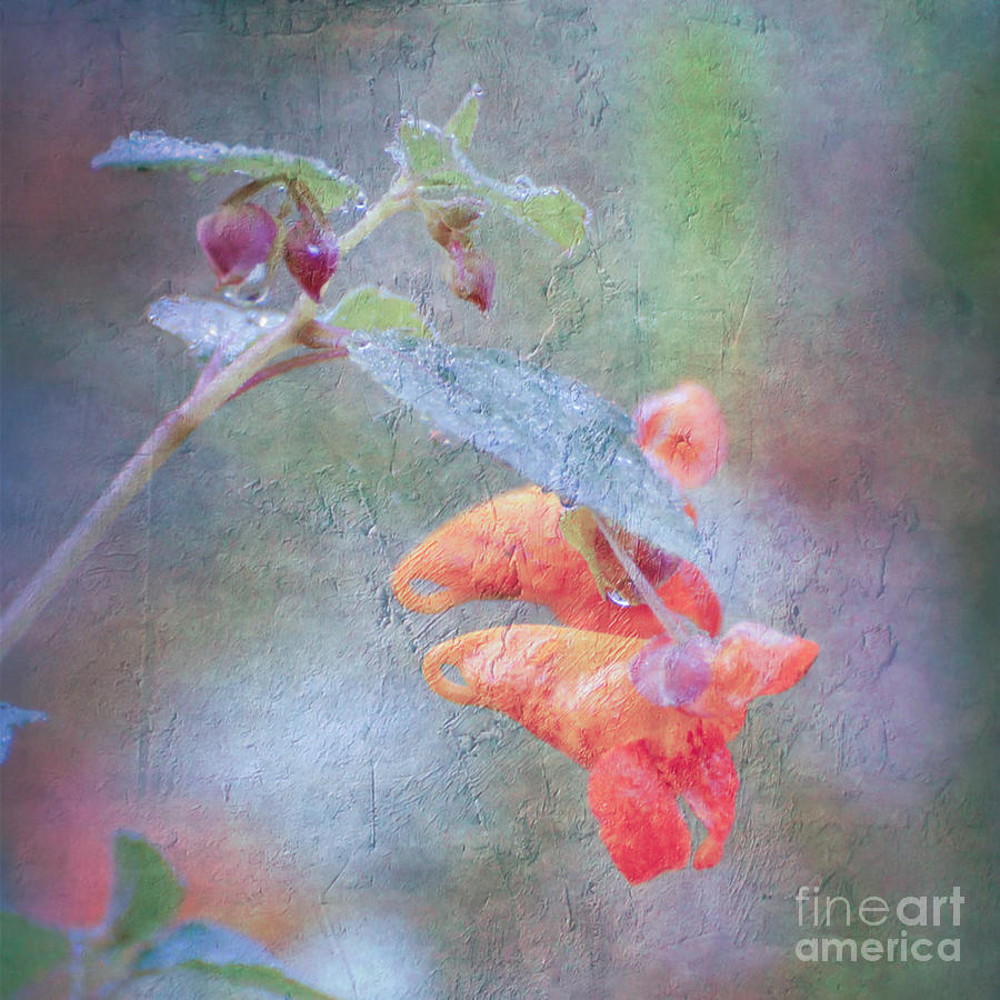 Wildflower Art - Jewelweed Photograph by Kerri Farley